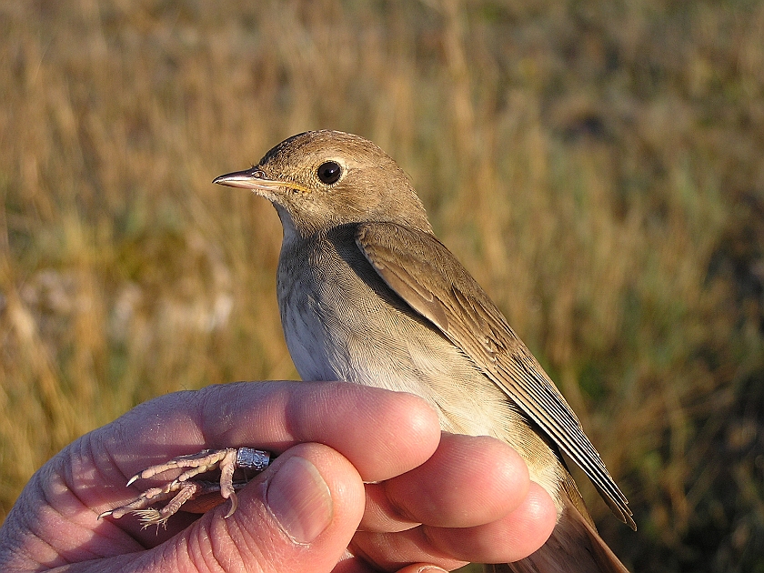 Thrush Nightingale, Sundre 20050510